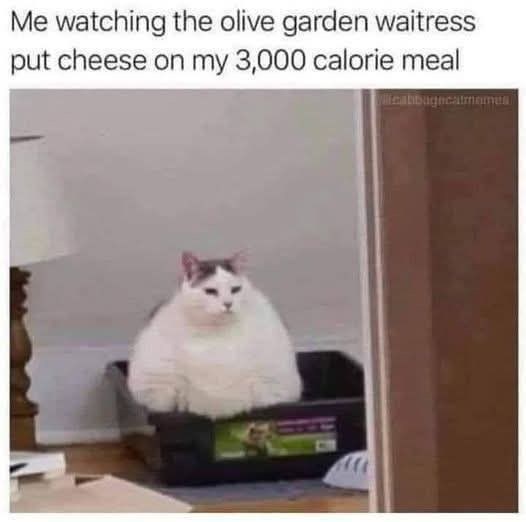 Me watching the olive garden waitress put cheese on my 3,000 calorie meal Vlicabbagecatmeme