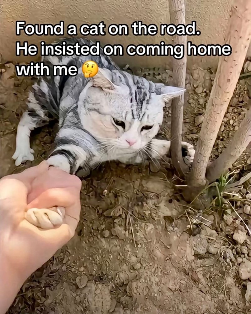 Found a cat on the road. He insisted on coming home with me