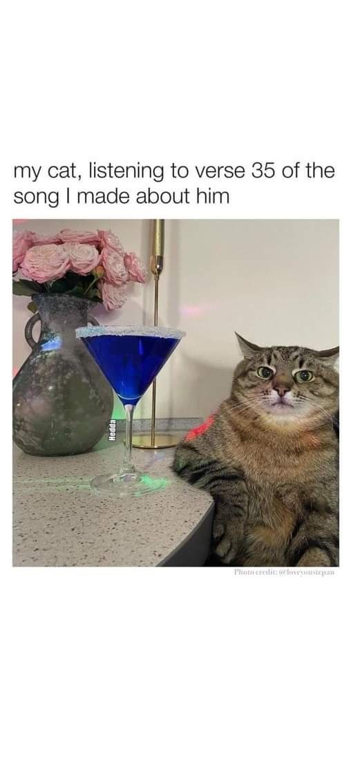 my cat, listening to verse 35 of the song I made about him Photo credit: @loveyoustepan