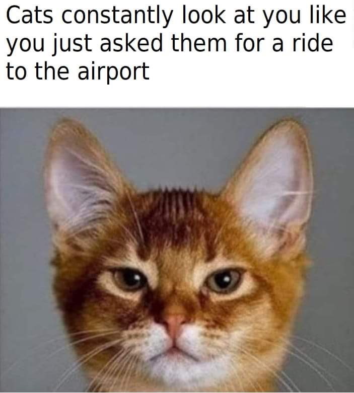 Cats constantly look at you like you just asked them for a ride to the airport