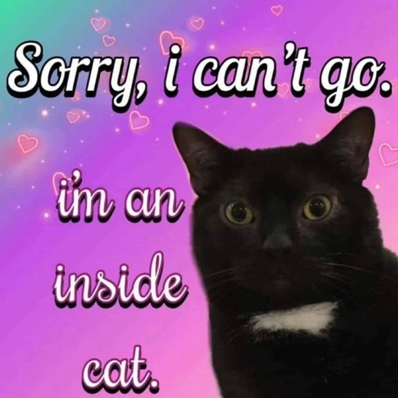 Sorry, i can't go. i'm an inside cat.