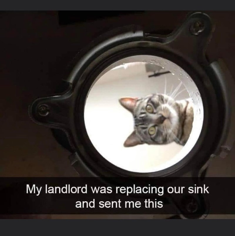 My landlord was replacing our sink and sent me this