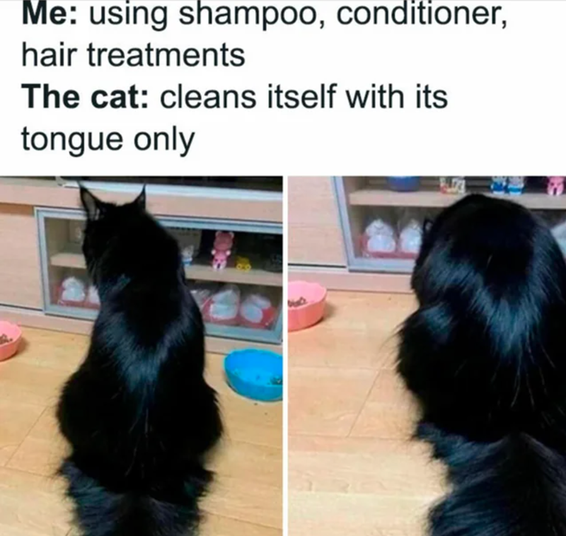 Me: using shampoo, conditioner, hair treatments The cat: cleans itself with its tongue only