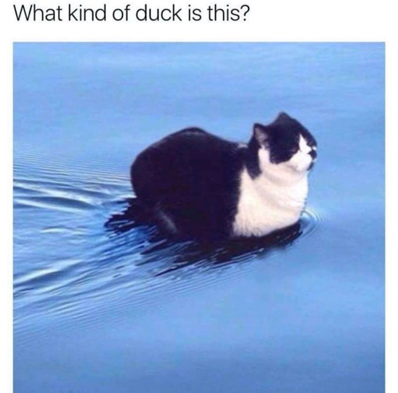 What kind of duck is this?