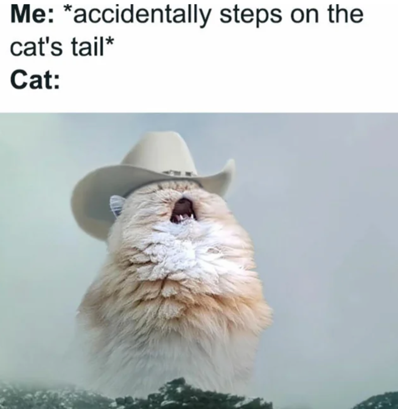 Me: *accidentally steps on the cat's tail* Cat:
