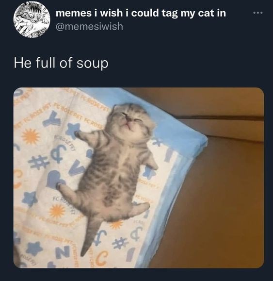 memes i wish i could tag my cat in @memesiwish He full of soup ROSEPET FC ROSE PET FCROSS TFC ROSE PST * CROSE PET #0 ost FC R N #3