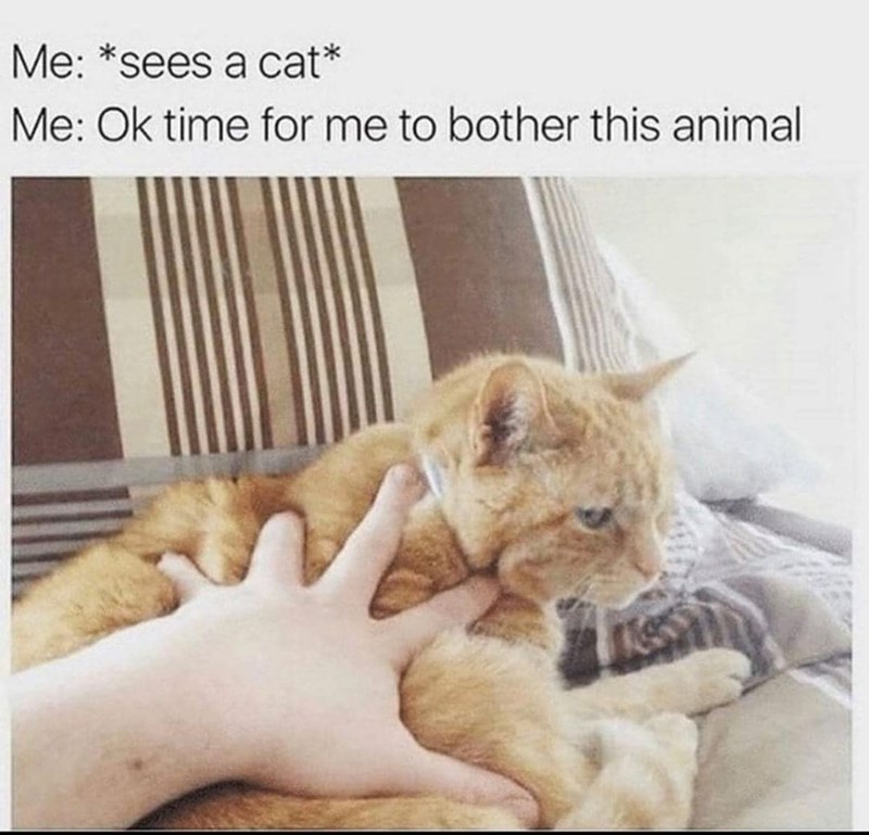 Me: *sees a cat* Me: Ok time for me to bother this animal