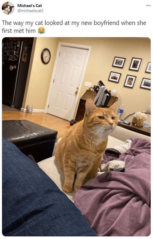 Michael's Cat @michaelscat2 The way my cat looked at my new boyfriend when she first met him 000