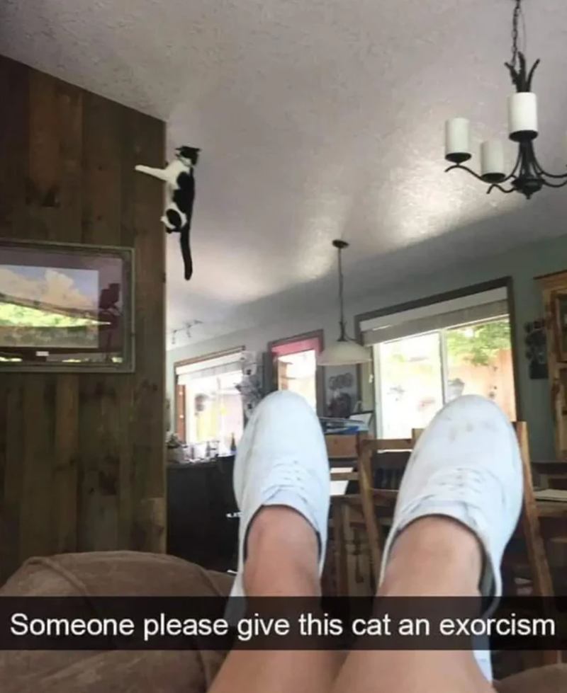Someone please give this cat an exorcism