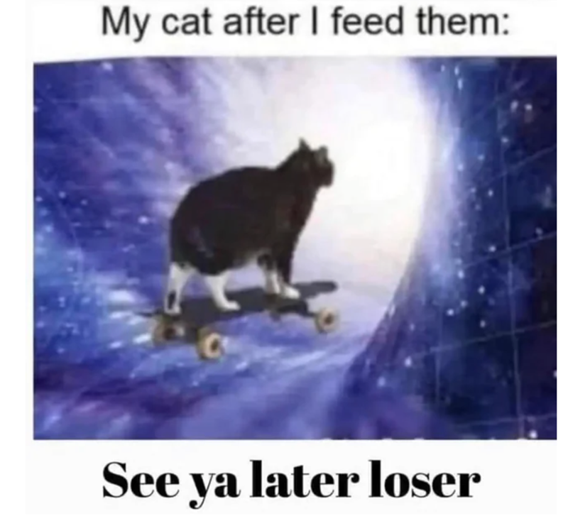My cat after I feed them: See ya later loser