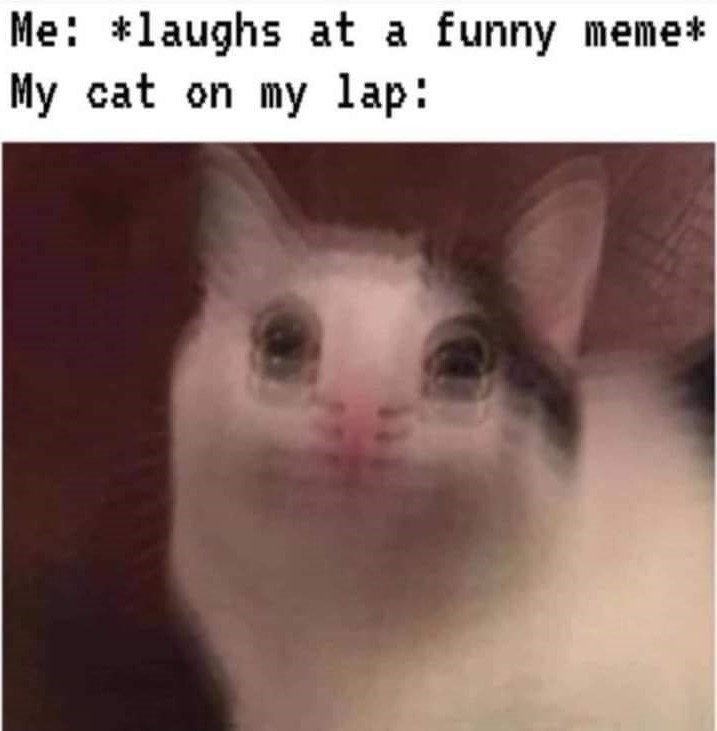 Me: *laughs at a funny meme* My cat on my lap: