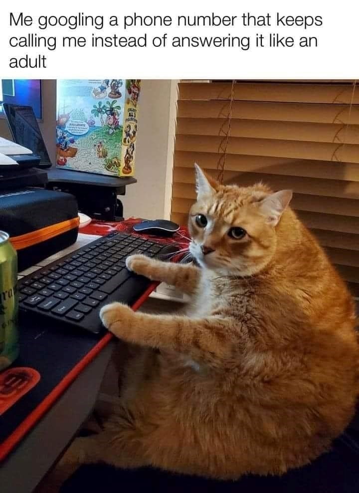TO Me googling a phone number that keeps calling me instead of answering it like an adult
