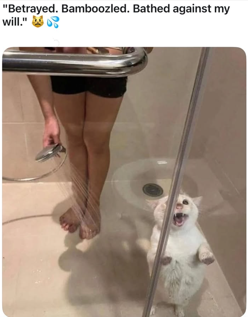 "Betrayed. Bamboozled. Bathed against my will."