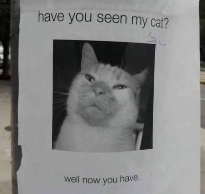 have you seen my cat? well now you have.