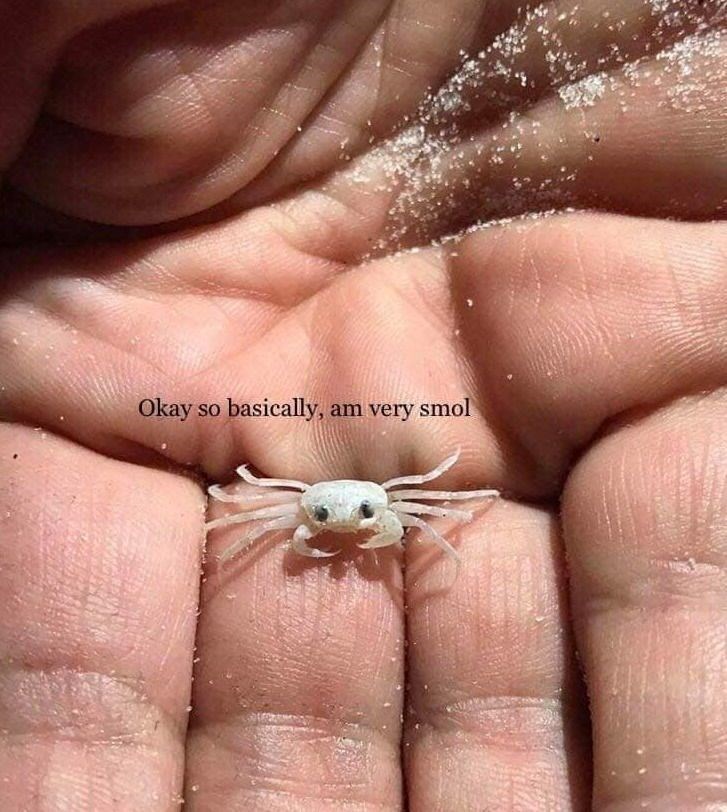 Okay so basically, am very smol