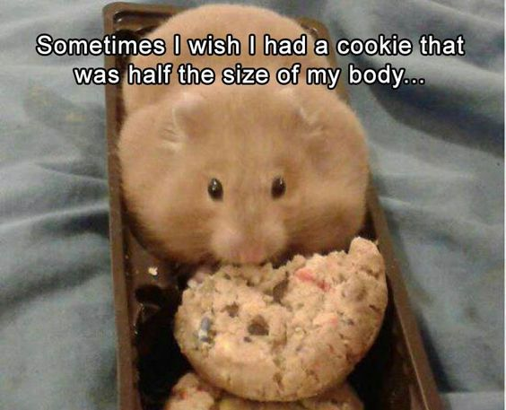 Sometimes I wish I had a cookie that was half the size of my body...