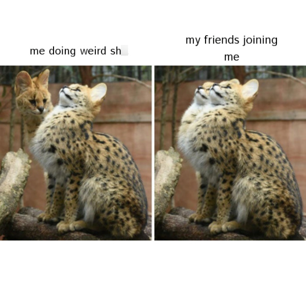 me doing weird sh my friends joining me