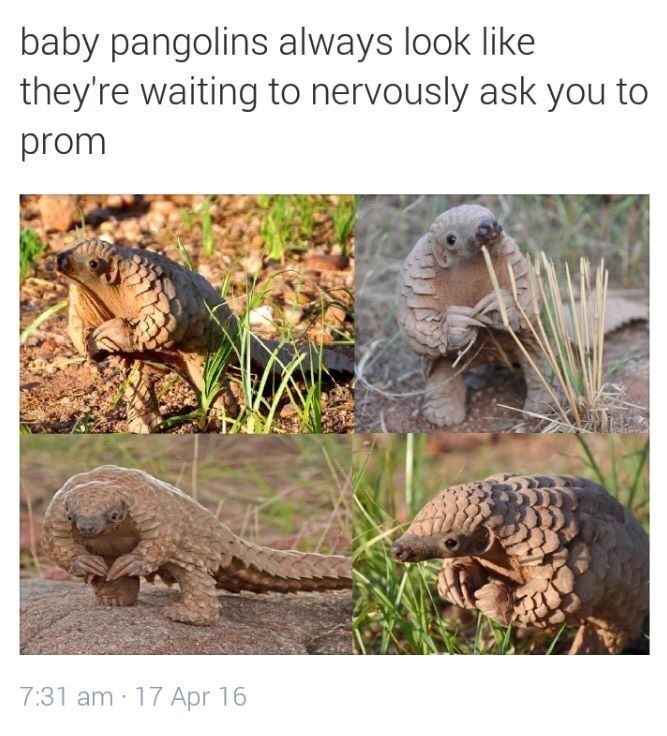 baby pangolins always look like they're waiting to nervously ask you to prom 7:31 am 17 Apr 16
