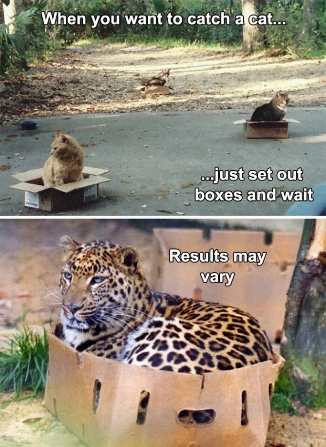 When you want to catch a cat... ...just set out boxes and wait Results may vary