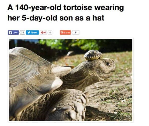A 140-year-old tortoise wearing her 5-day-old son as a hat Like 33 Tweet G+ Share