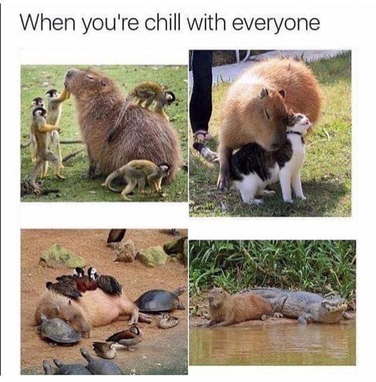 When you're chill with everyone