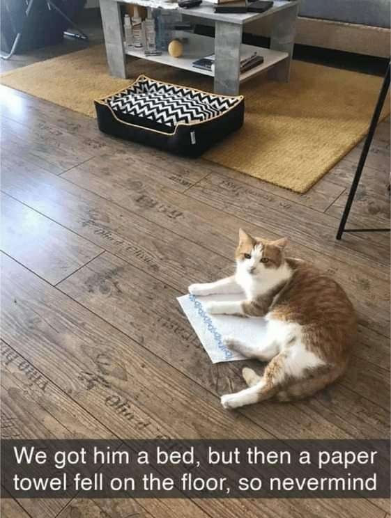 Olied Clien Oho d We got him a bed, but then a paper towel fell on the floor, so nevermind