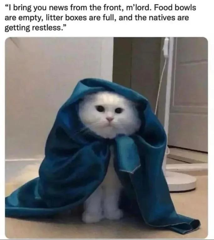 "I bring you news from the front, m'lord. Food bowls are empty, litter boxes are full, and the natives are getting restless."