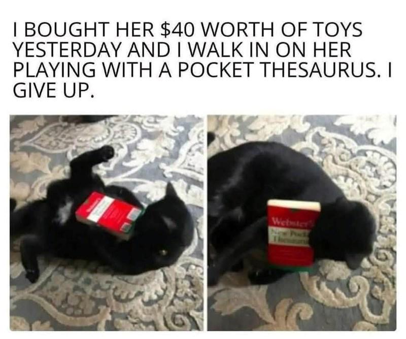 I BOUGHT HER $40 WORTH OF TOYS YESTERDAY AND I WALK IN ON HER PLAYING WITH A POCKET THESAURUS. I GIVE UP. Webster's New Podk Theuns