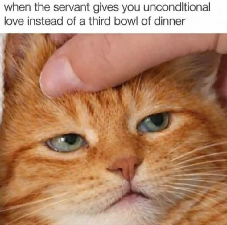 when the servant gives you unconditional love instead of a third bowl of dinner