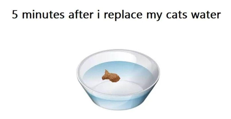 5 minutes after i replace my cats water