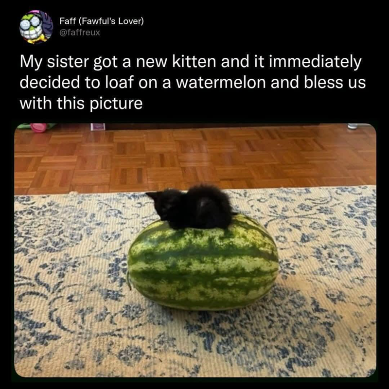 Faff (Fawful's Lover) @faffreux My sister got a new kitten and it immediately decided to loaf on a watermelon and bless us with this picture