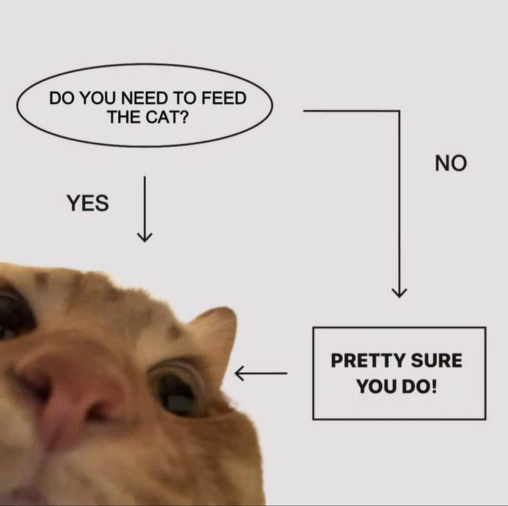 DO YOU NEED TO FEED THE CAT? YES NO PRETTY SURE YOU DO!