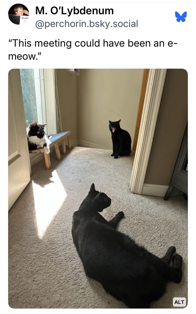 M. O'Lybdenum @perchorin.bsky.social "This meeting could have been an e- meow." ALT