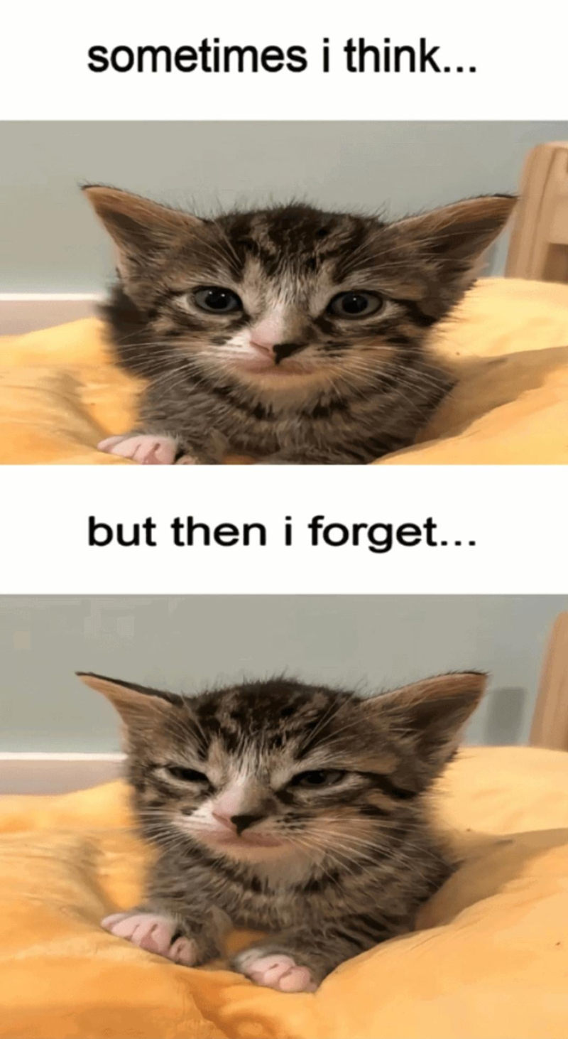sometimes i think... but then i forget...