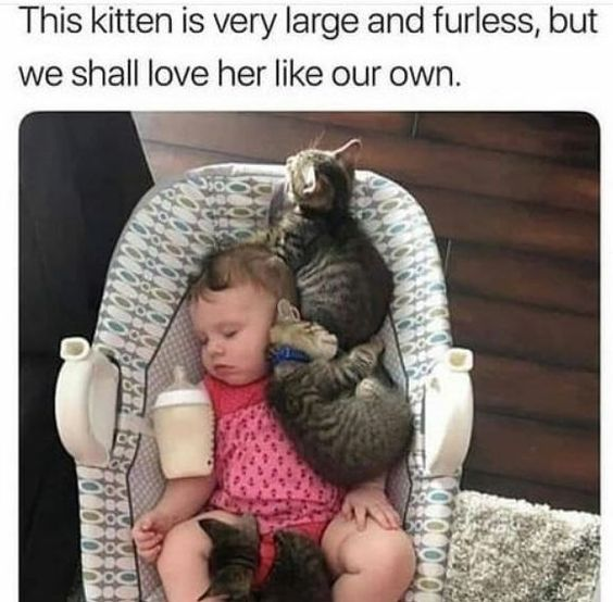 This kitten is very large and furless, but we shall love her like our own.