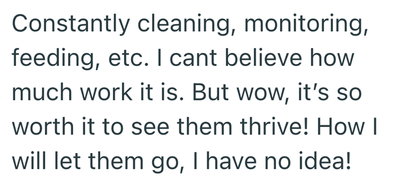 Constantly cleaning, monitoring, feeding, etc. I cant believe how much work it is. But wow, it's so worth it to see them thrive! How I will let them go, I have no idea!