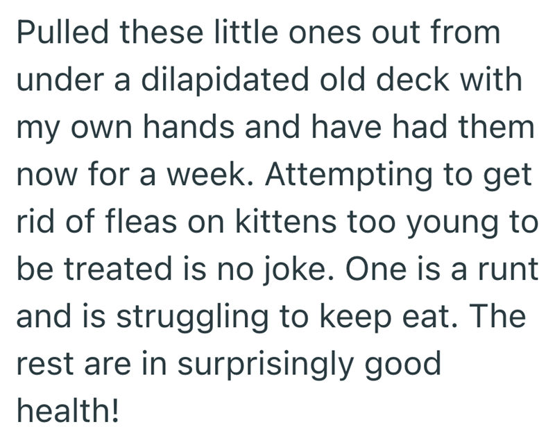 Pulled these little ones out from under a dilapidated old deck with my own hands and have had them now for a week. Attempting to get rid of fleas on kittens too young to be treated is no joke. One is a runt and is struggling to keep eat. The rest are in surprisingly good health!