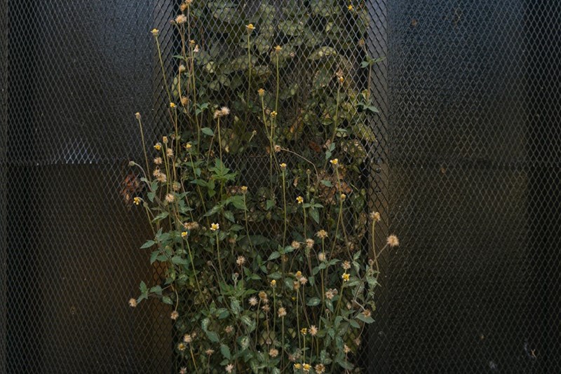 A patch of overgrown weeds takes over the side of a fence (stock).
