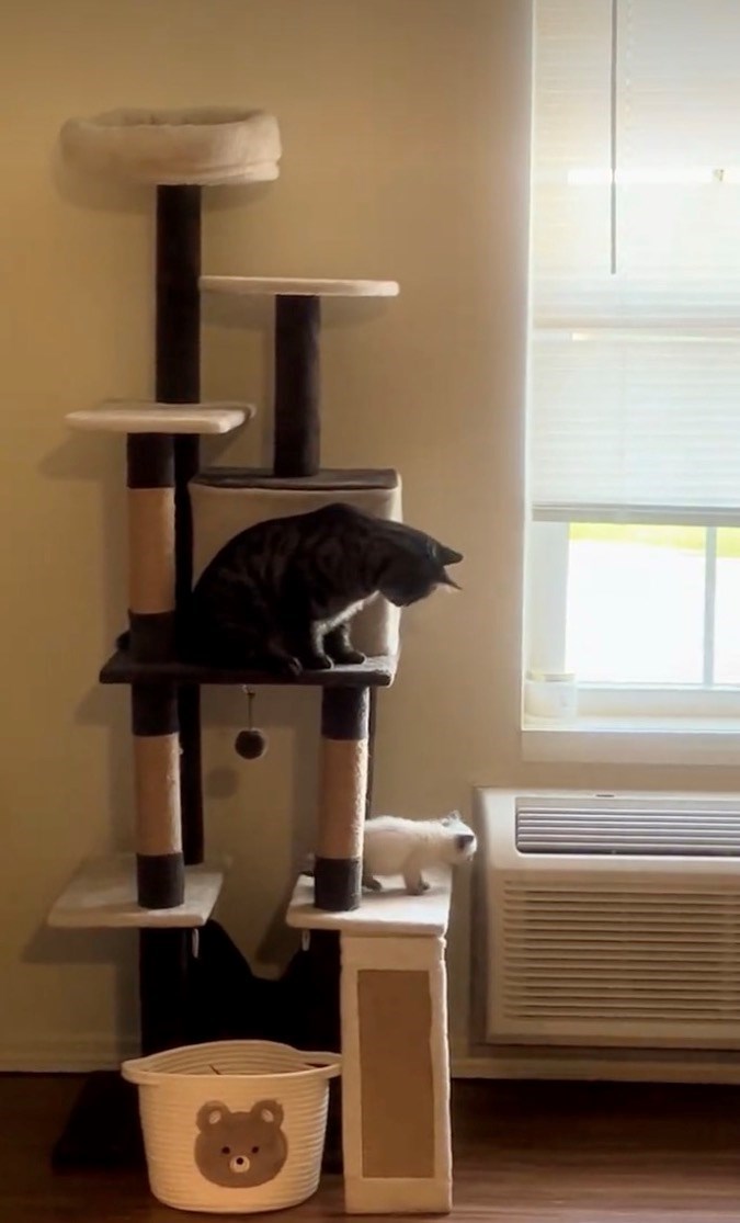 kitten cat rescue
