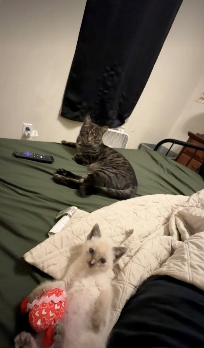 kitten cat rescue