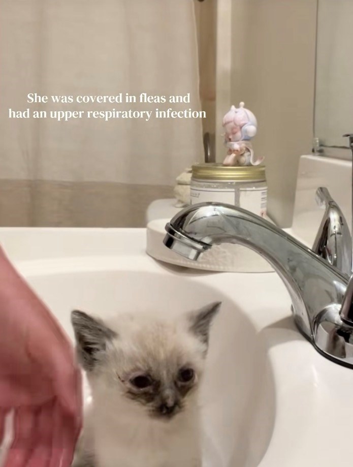 She was covered in fleas and had an upper respiratory infection