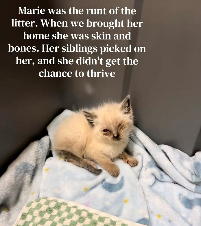 Marie was the runt of the litter. When we brought her home she was skin and bones. Her siblings picked on her, and she didn't get the chance to thrive