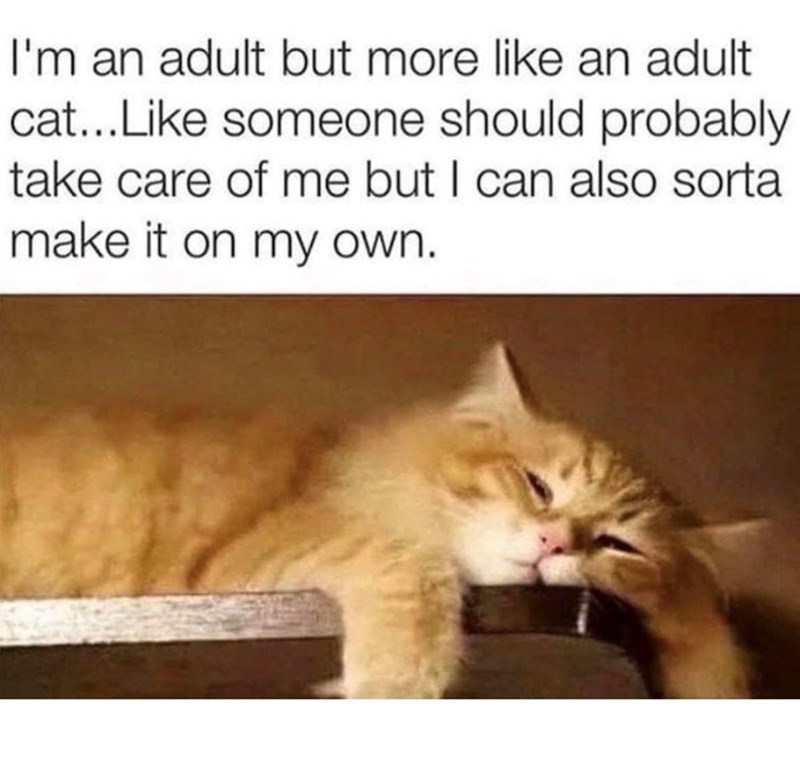 I'm an adult but more like an adult cat...Like someone should probably take care of me but I can also sorta make it on my own.