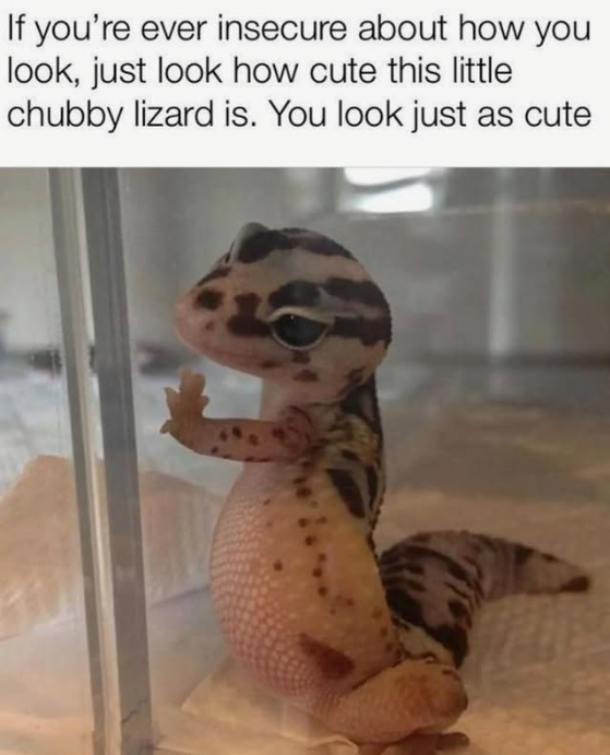 If you're ever insecure about how you look, just look how cute this little chubby lizard is. You look just as cute