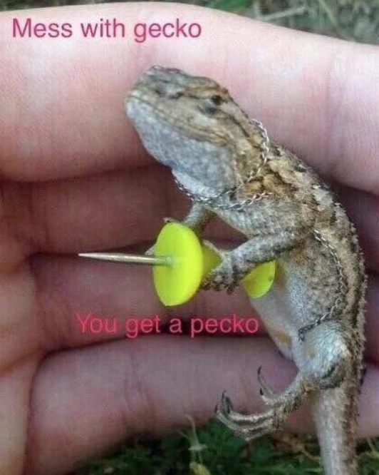 Mess with gecko You get a pecko