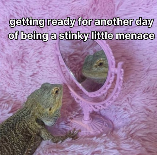 getting ready for another day of being a stinky little menace