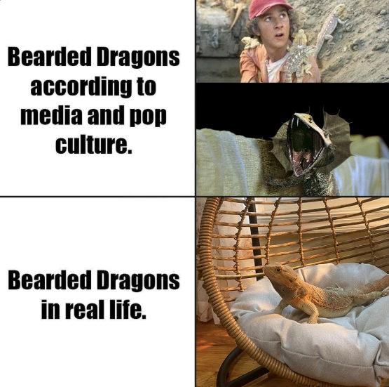 Bearded Dragons according to media and pop culture. Bearded Dragons in real life.