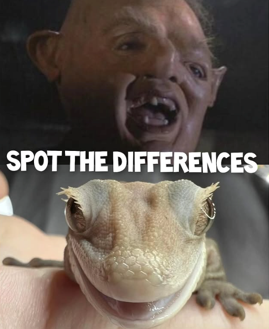 SPOT THE DIFFERENCES