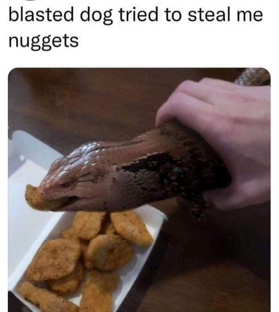 blasted dog tried to steal me nuggets