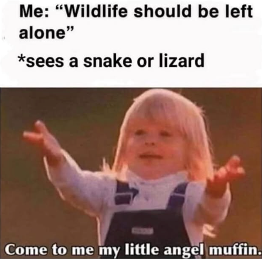 Me: "Wildlife should be left alone" *sees a snake or lizard Come to me my little angel muffin.
